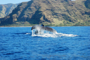 Read more about the article The Enchanting Tale of Whales and Dolphins in Hawaii