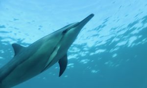 Read more about the article イルカのエコロケーションとは？ハワイの海で暮らすイルカの驚くべき能力