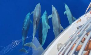 Read more about the article What is the Difference between an Oahu Dolphin Swim, View, Watch & Tour?
