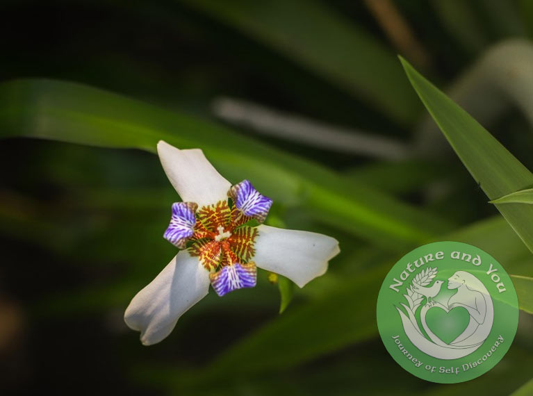 AYCNature-8