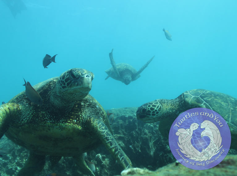 AYCTurtleBoxImage1
