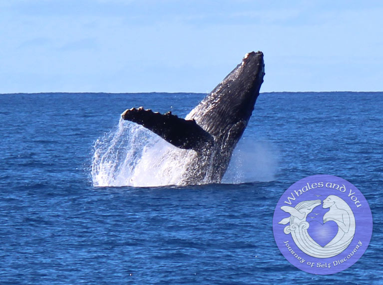AYCWhaleHomeRotor6