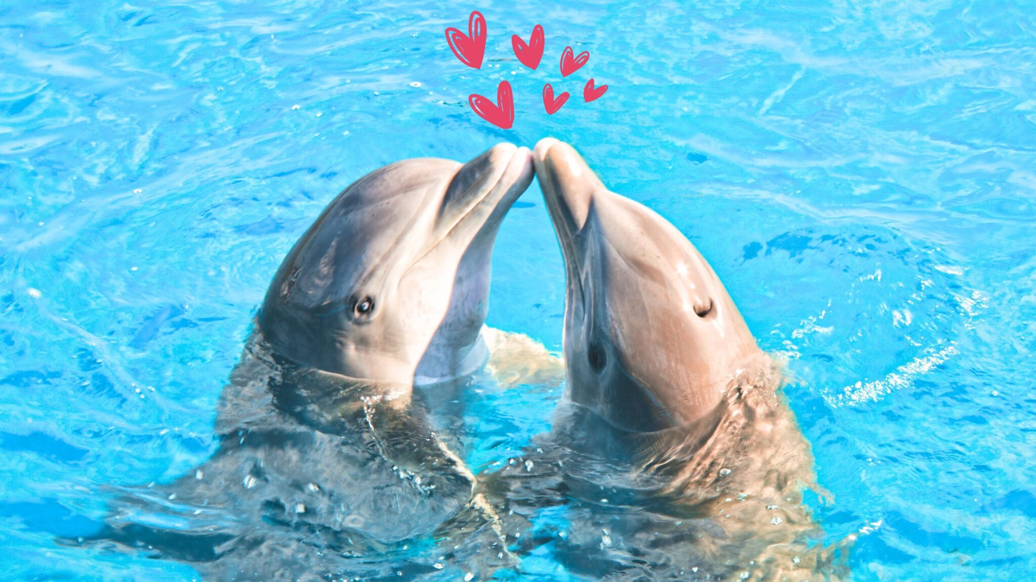Read more about the article Make a Splash This Valentine’s Day: Why Dolphins Symbolize Love and Connection