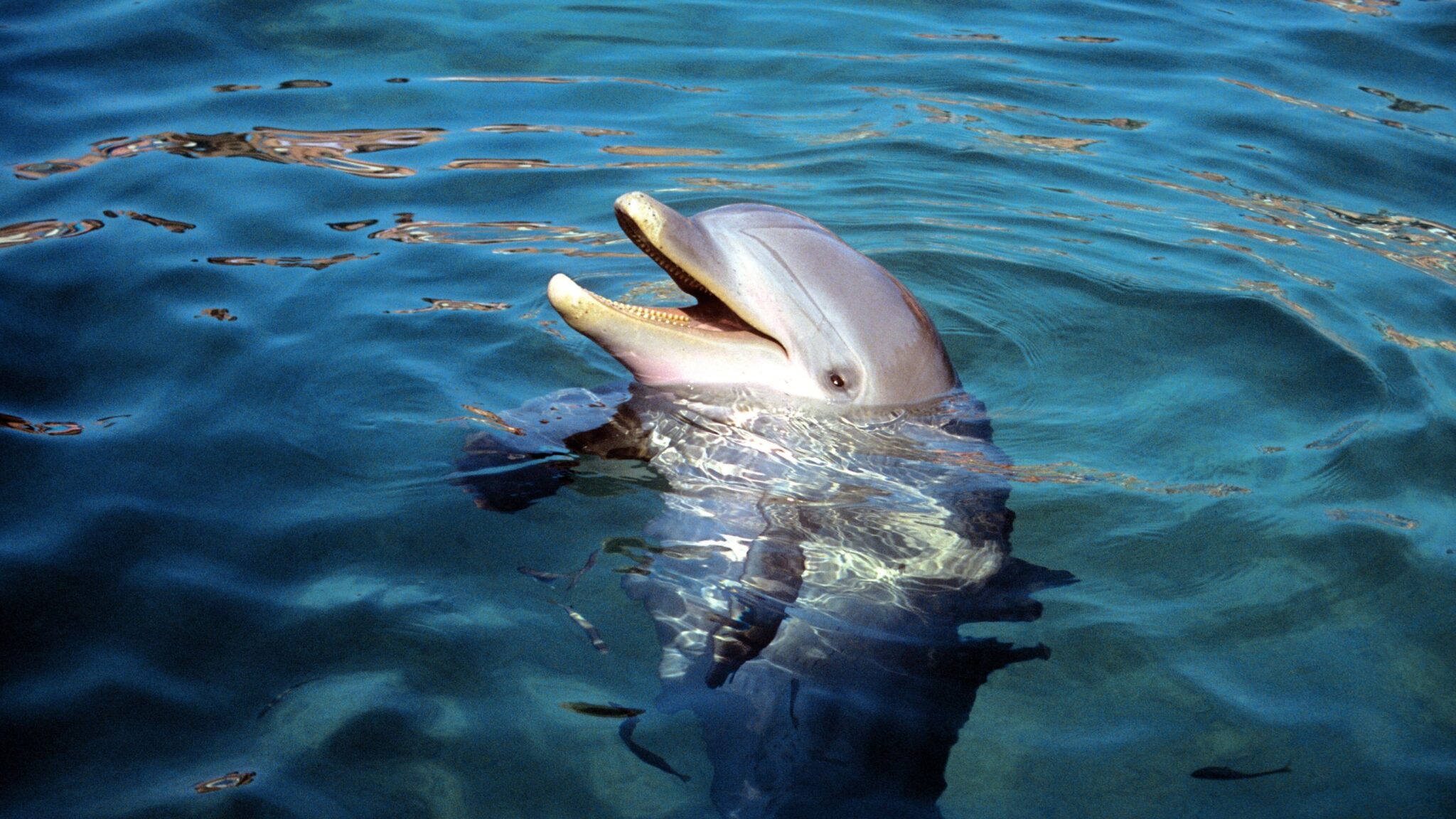 You are currently viewing Why Spinner Dolphins Flock to Oahu’s Waiʻanae Coast