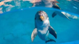 Read more about the article Dolphins and Body Hair: The Surprising Link to Their Ancient Land-Living Ancestors