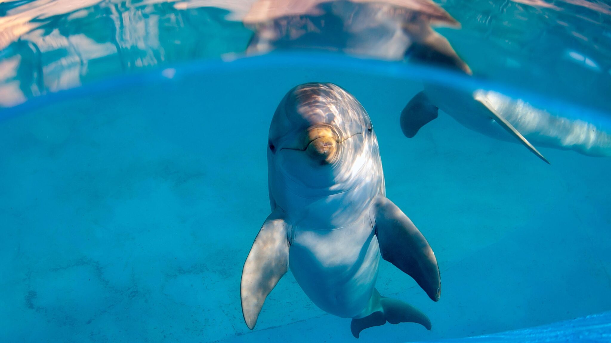 Read more about the article Dolphins and Body Hair: The Surprising Link to Their Ancient Land-Living Ancestors