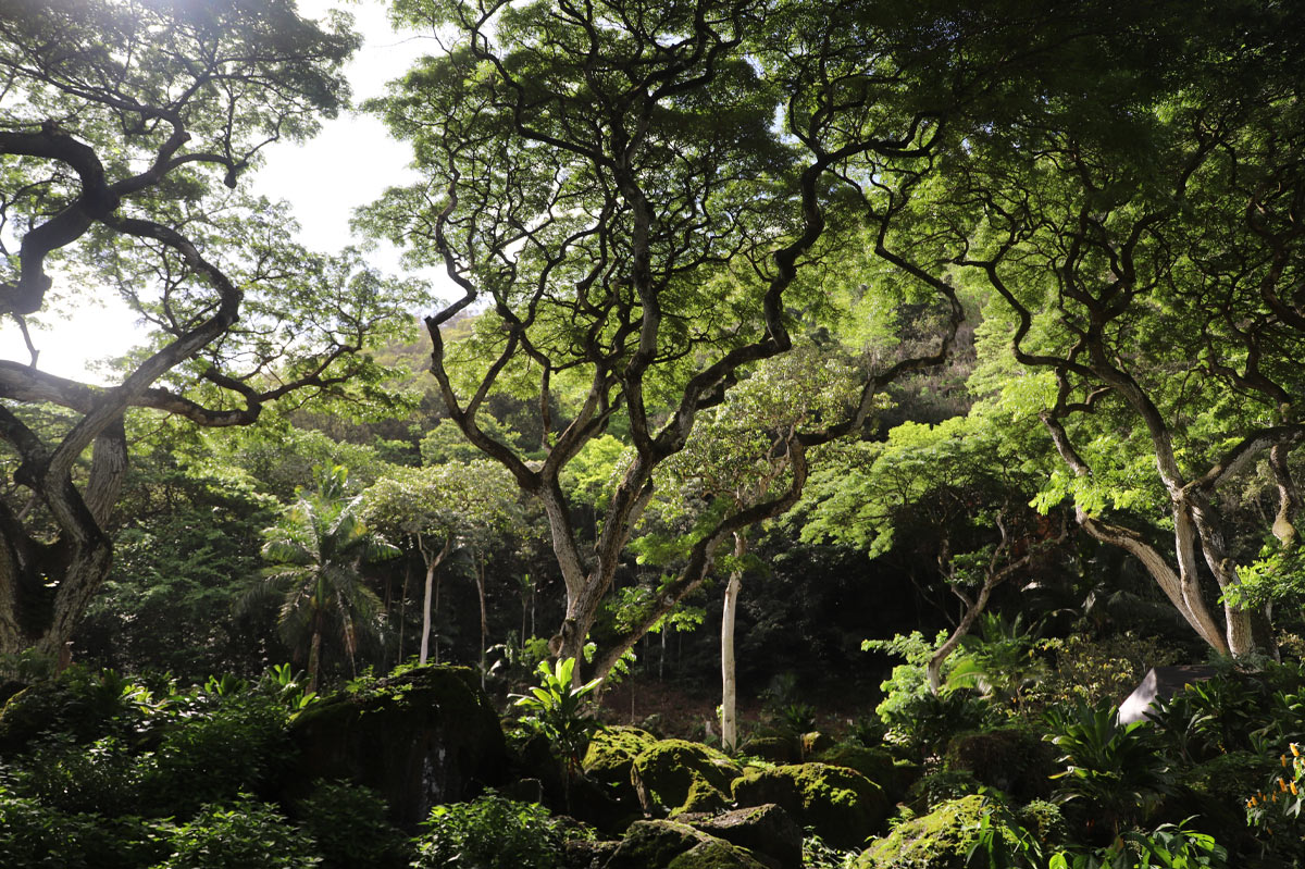 Botanica4