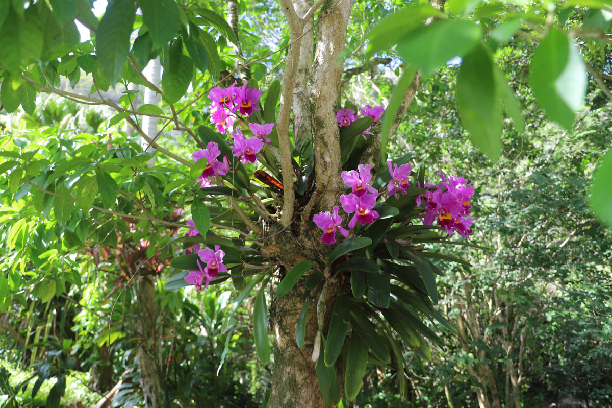 Botanical2