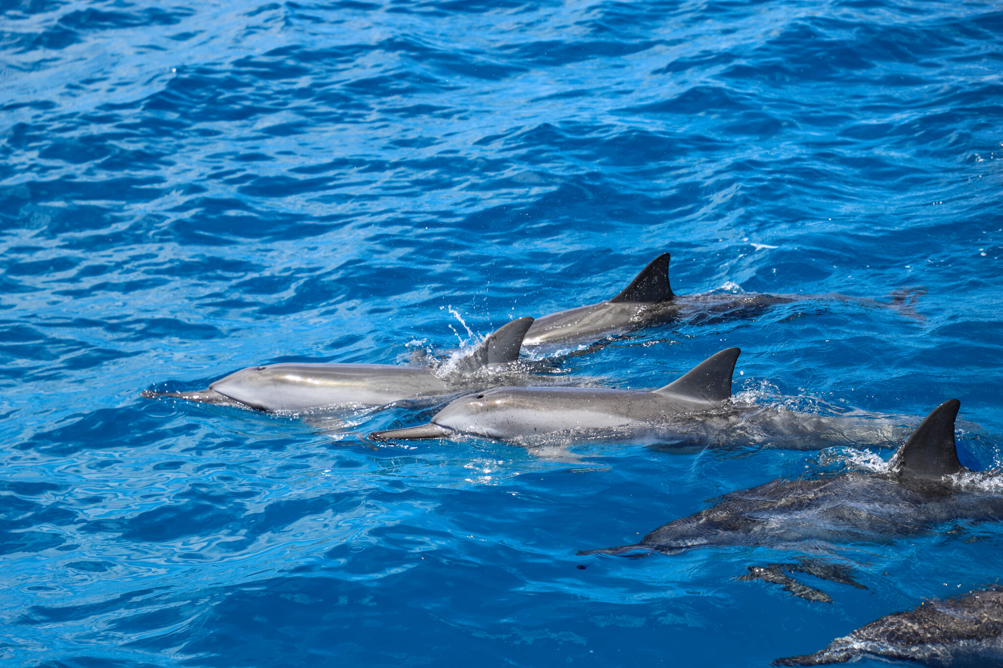 hawaiian spinner dolphins