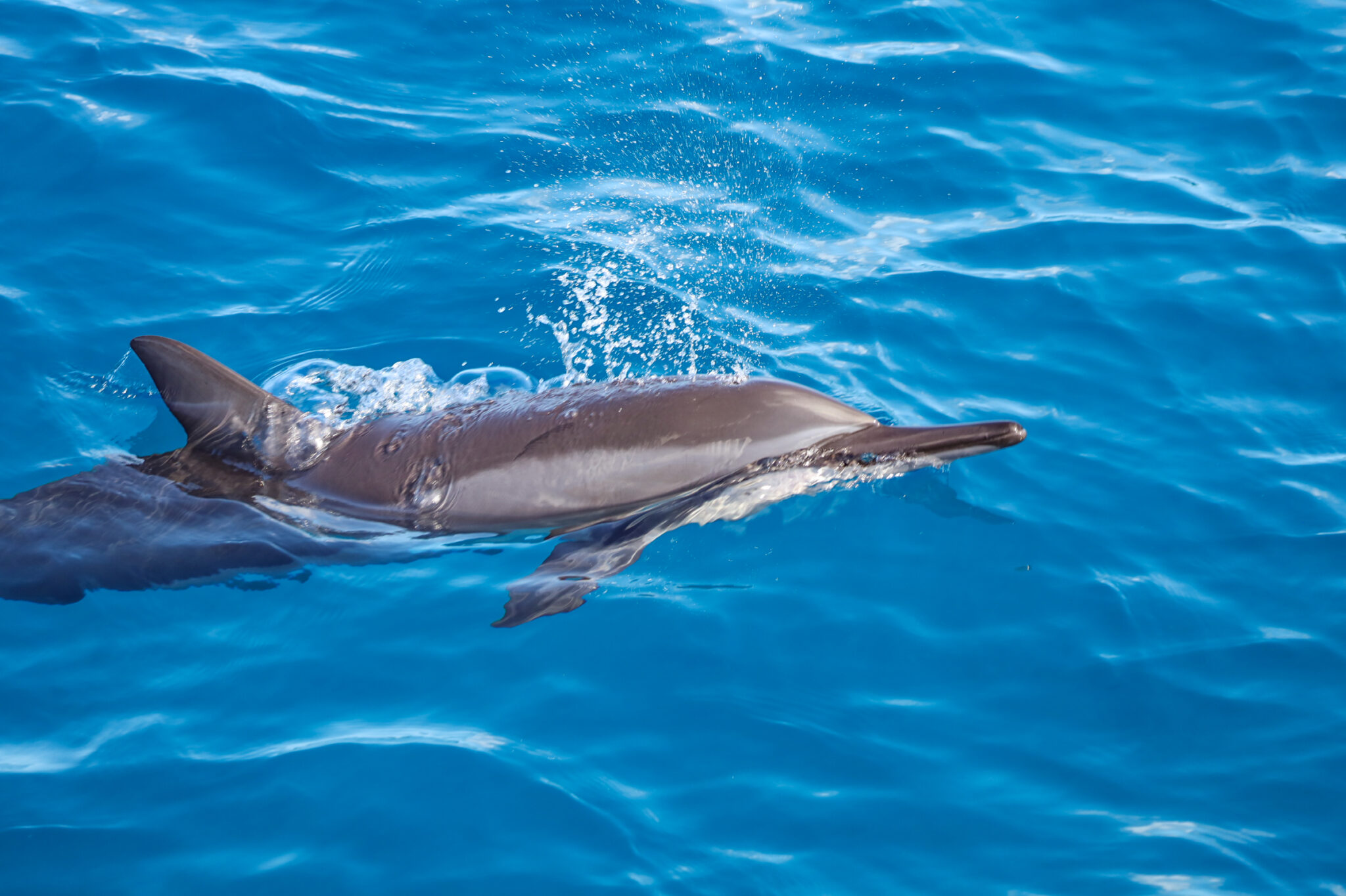 Oahu Dolphin Tour
