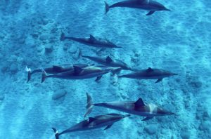 Read more about the article AIとイルカがつながる海｜イルカと海を助ける