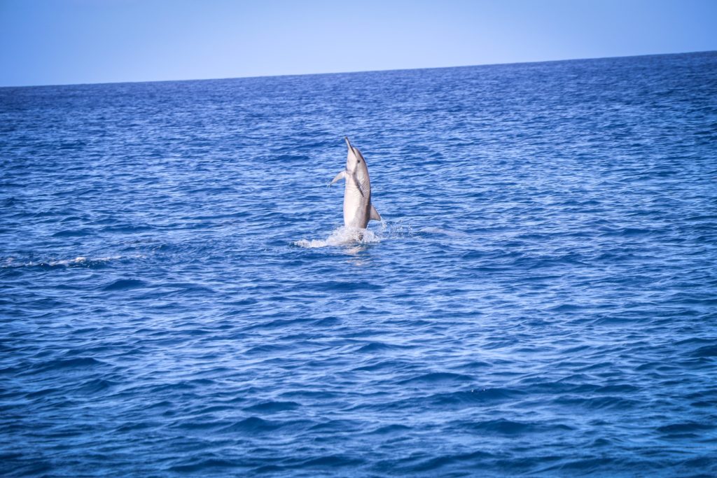 Wild Spinner dolphins in Hawaii