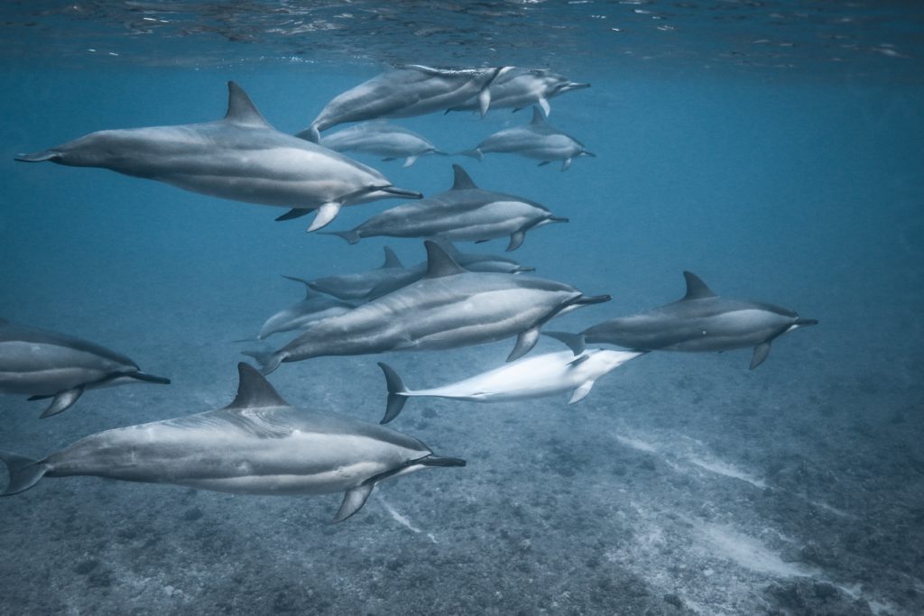 And You Creations dolphin tour
