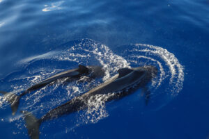 Read more about the article Hawaiian Spinner Dolphins Sleep Patterns