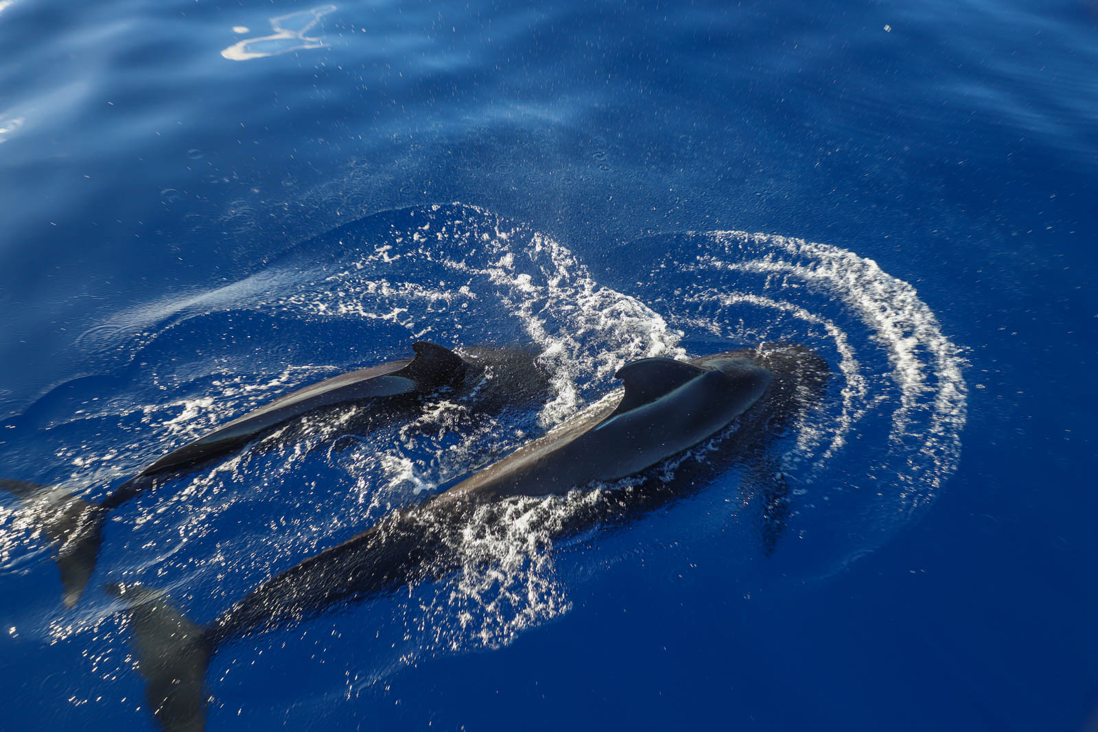Read more about the article Hawaiian Spinner Dolphins Sleep Patterns