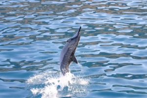 Read more about the article Why do Spinner Dolphins Spin?