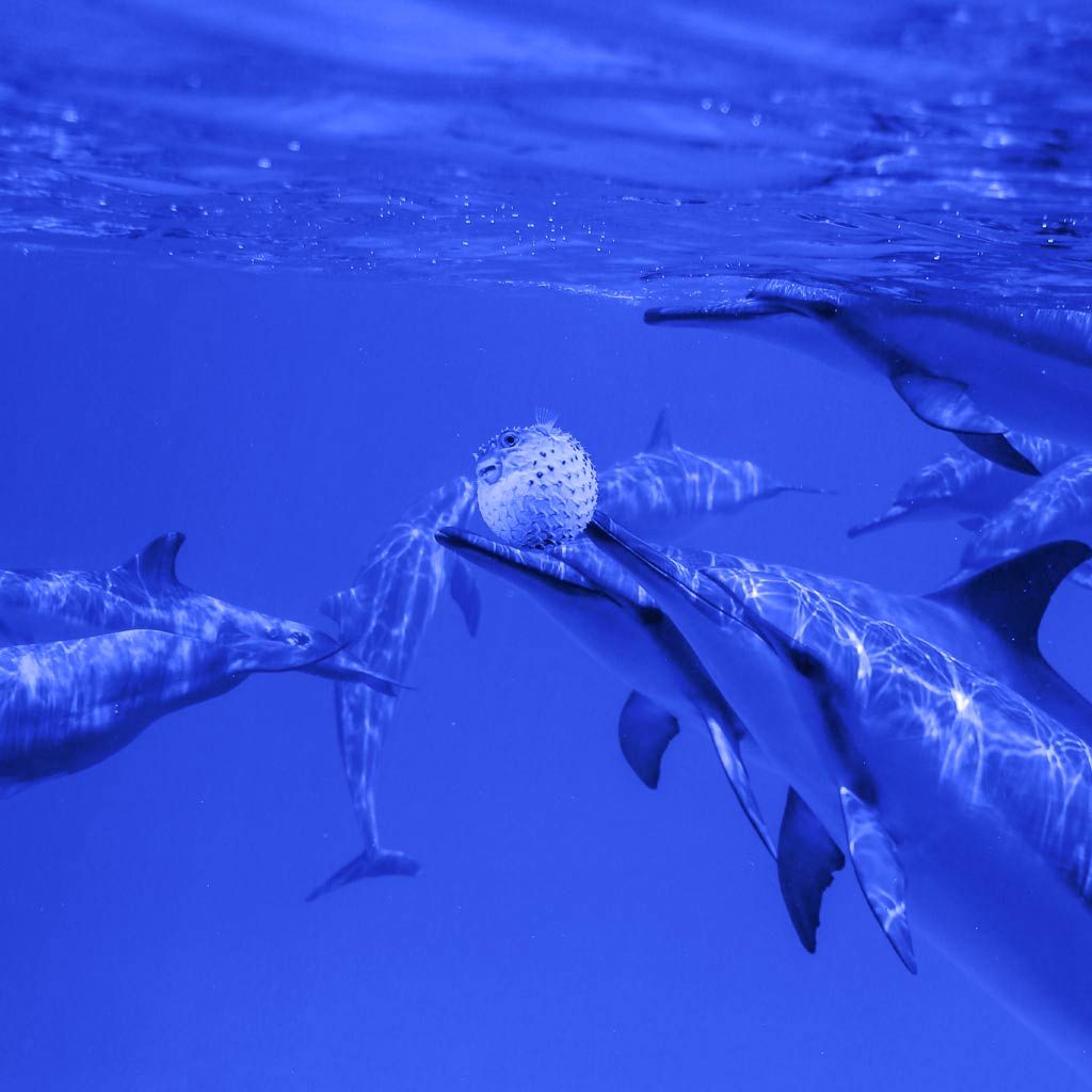 Read more about the article Why do Dolphins play with pufferfish?