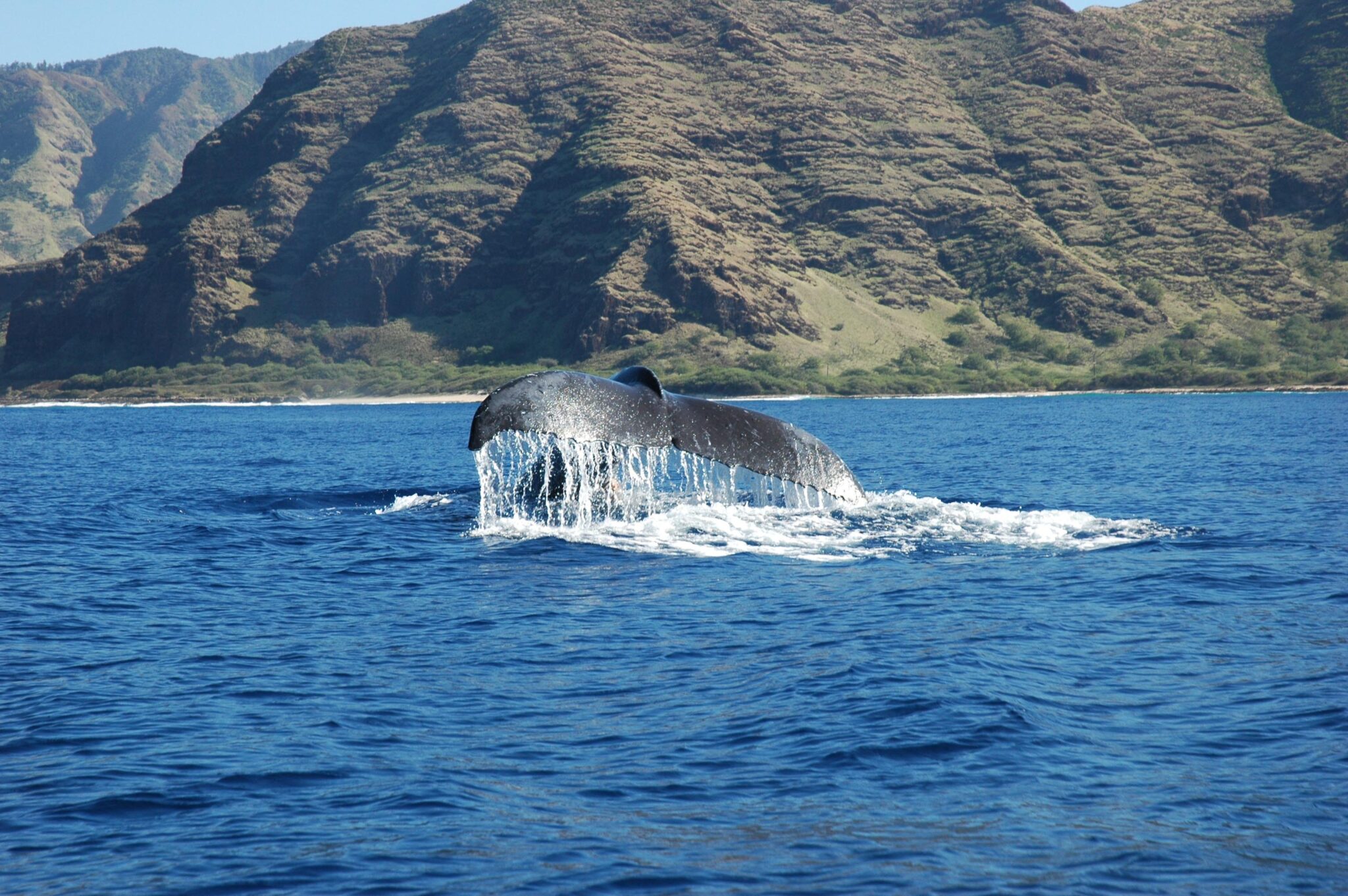 Read more about the article Whale Watch Wonders: Hawaii