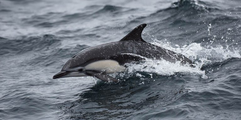 Hourglassdolphin