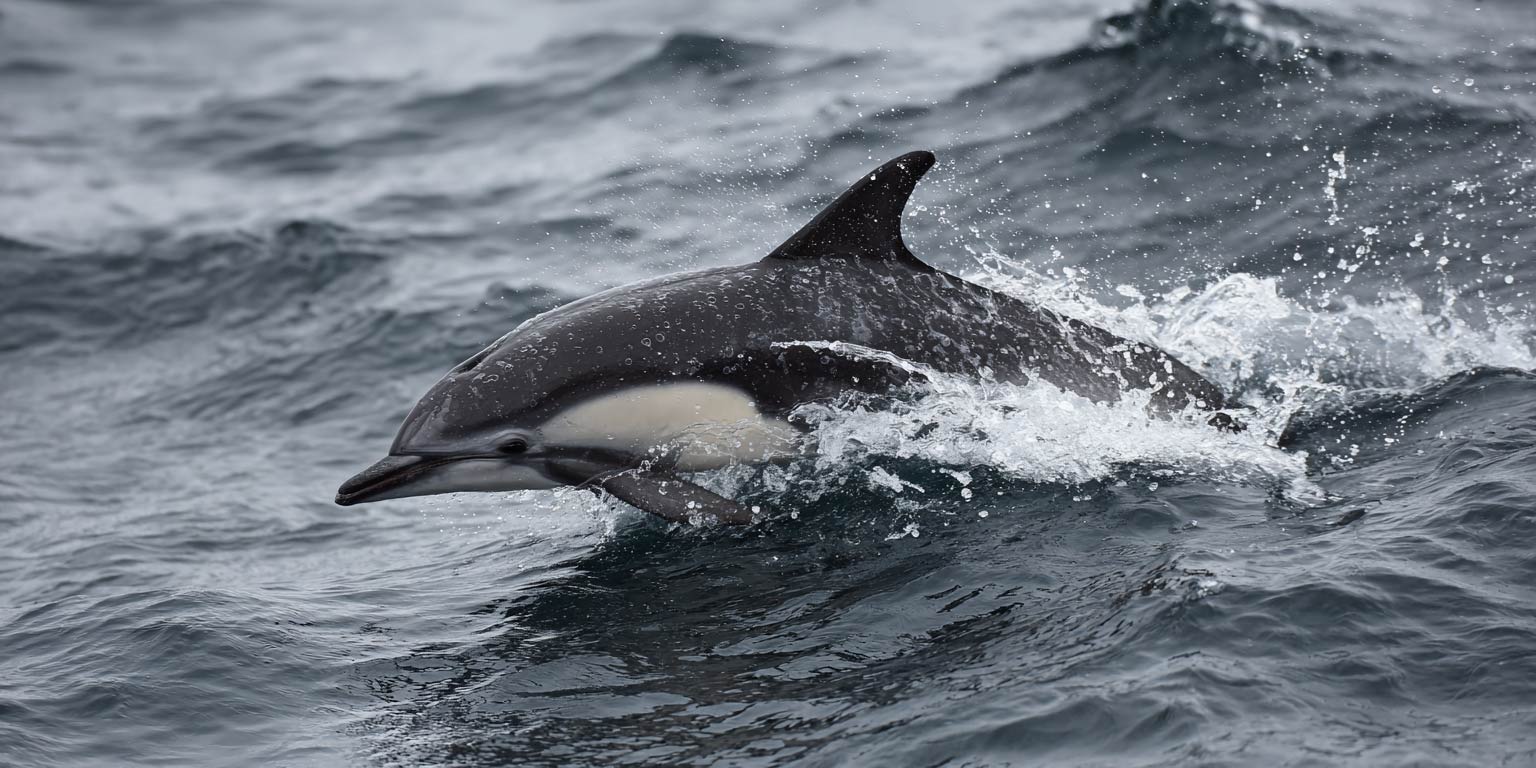 Read more about the article What Makes Oahu Spinner Dolphins Unique?