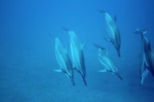 Read more about the article 野生のイルカは何を食べているの？赤ちゃんも同じものを食べるの？