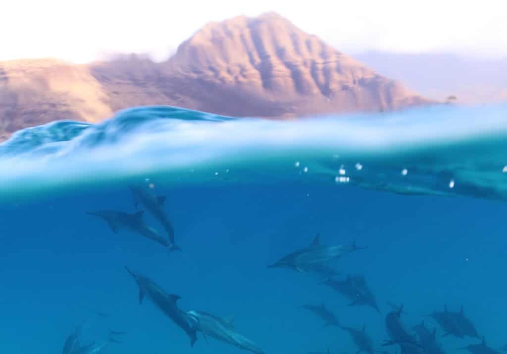 Dolphin photography