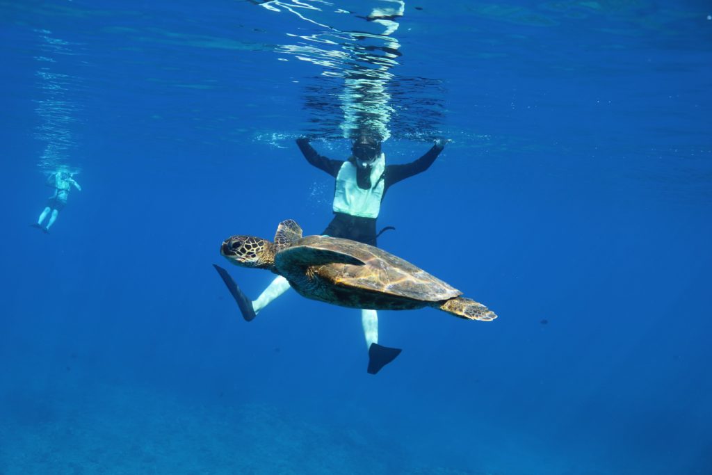Sea turtle swimming