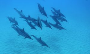 Read more about the article イルカは人間のように感情を持つ？イルカの優しさをハワイで体感