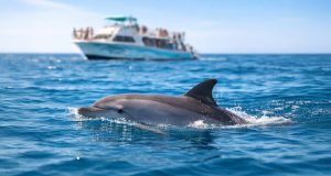 Read more about the article 2026 – Top 10 Ocean Tours on Oahu: Why This Oahu Dolphin Tour Ranks #3