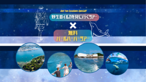 Read more about the article イルカウォッチングツアーを予約して、無料パールハーバーツアー(アリゾナ記念館)を楽しもう！