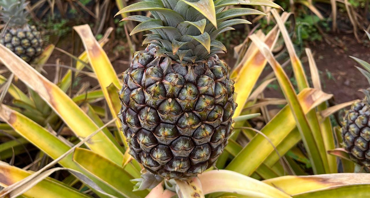 Pine