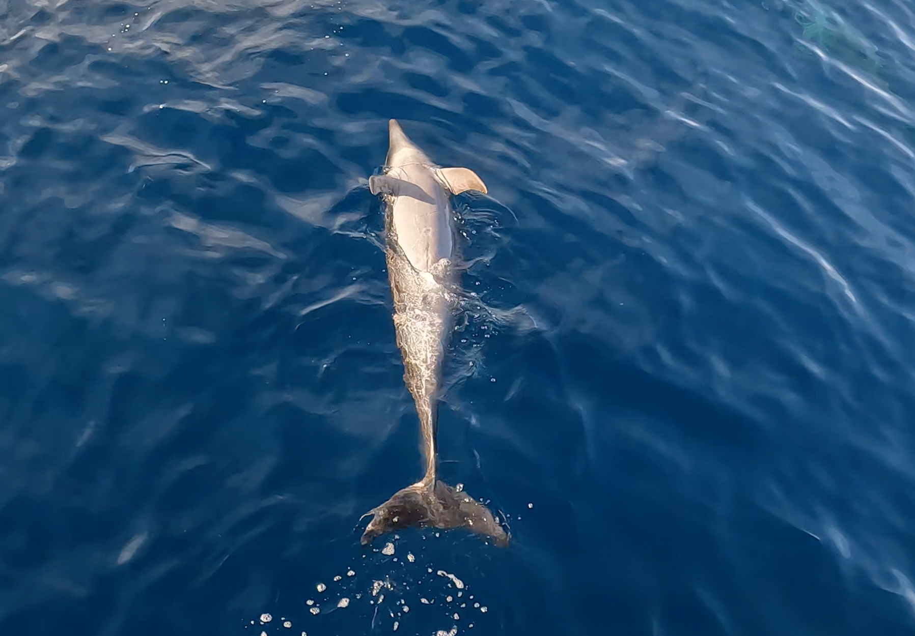 Read more about the article Do Dolphins Sleep?