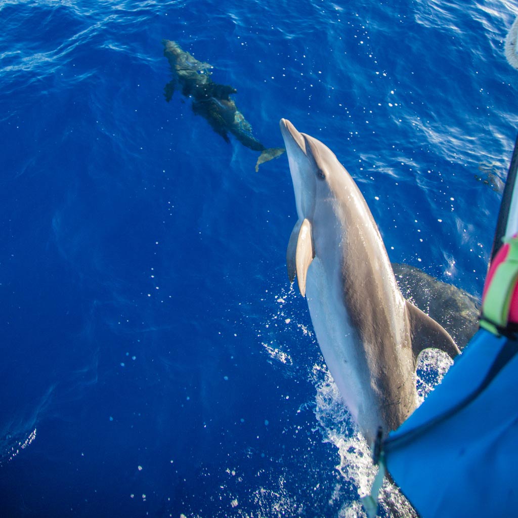 Read more about the article Top US Sea Ports for Watching Dolphins?
