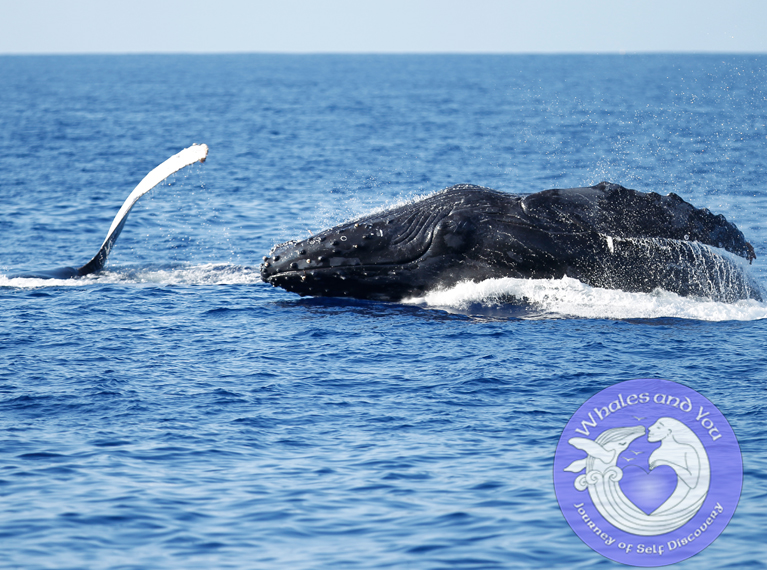 Whale_WAY