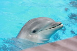 Read more about the article Baby Dolphins 101