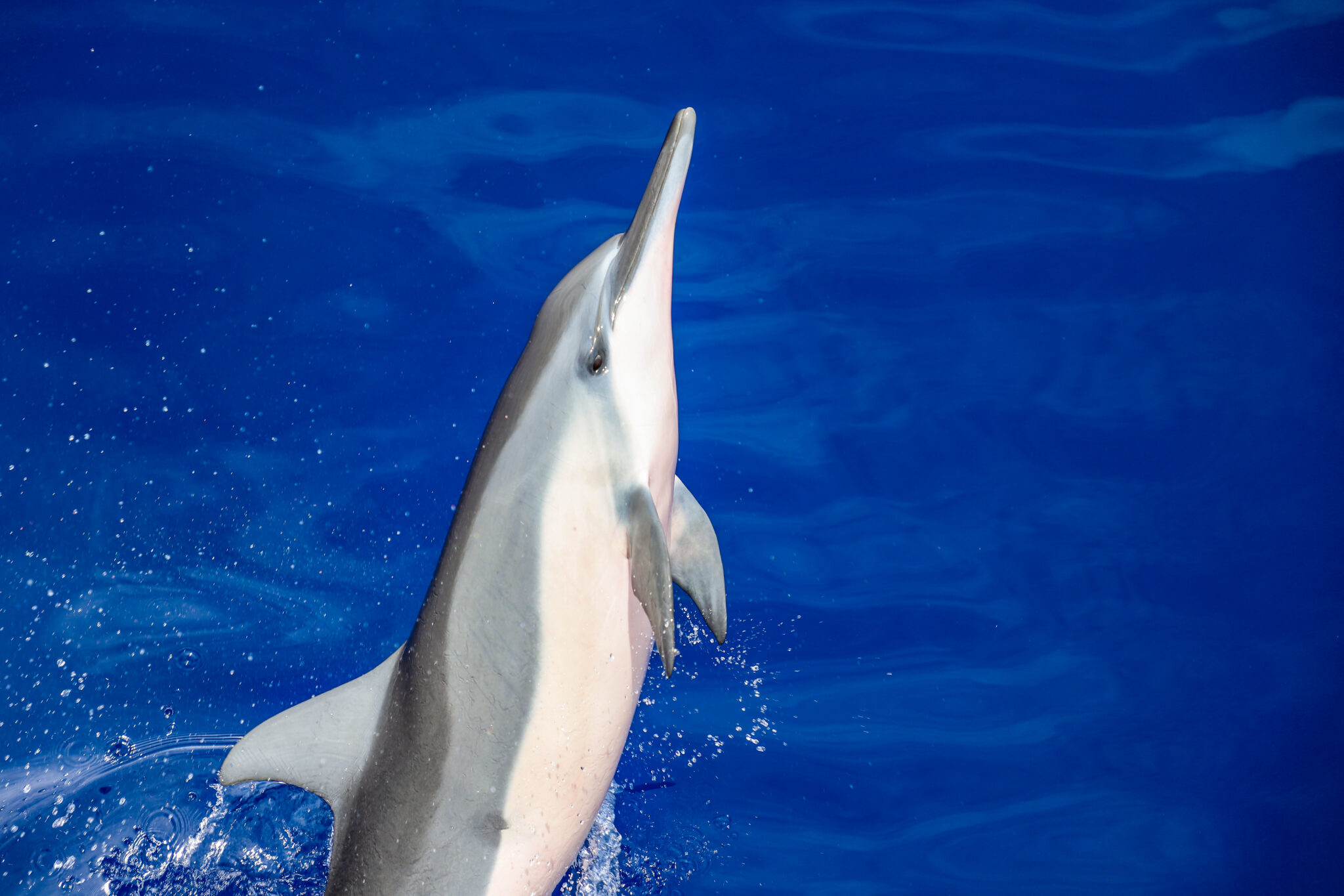 Read more about the article Hawaii Dolphin Vision to Keep Safe and Social