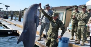 Read more about the article アメリカ軍でのイルカの活躍