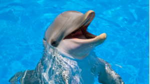 Read more about the article How Long Can Dolphins Hold Their Breath Underwater?