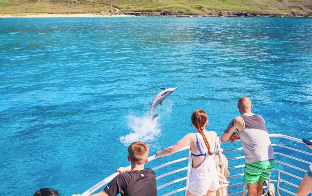 dolphinwatch4