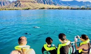 Read more about the article ハワイのイルカツアーは安全？ルール・ボートの選び方・注意点を解説