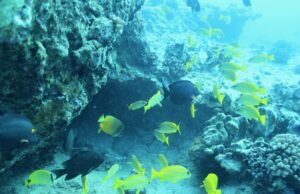 Read more about the article Exploring Iconic Hawaiian Fish Species with Dolphins and You