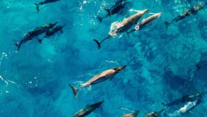 Read more about the article Dolphins Can Recognize Their Own Reflection