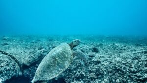 Read more about the article ハワイの海を守りたい！ハワイの日焼け止めの規定にご協力ください